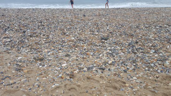 Shelly Island