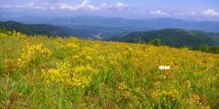Bearwallow Mountain Trail