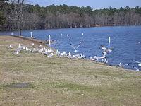 Hope Mills Lake