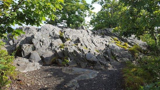 Rhododendron Trail