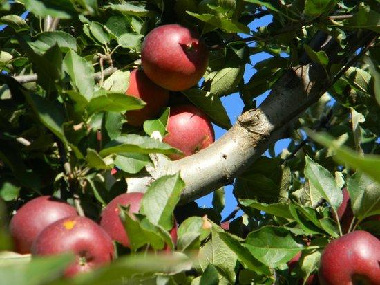 Justus Orchard