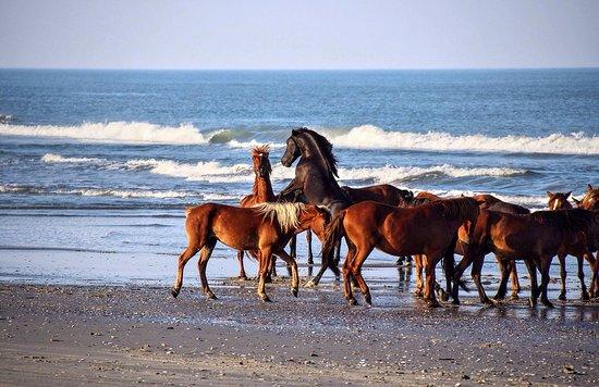 Wild Horse Adventure Tours