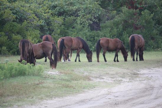 Bobs Wild Horse Tours