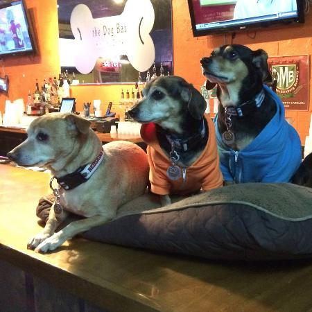 The Dog Bar