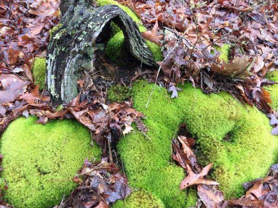 Goldmine Loop Trail