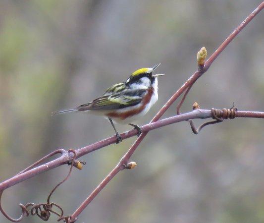 Ventures Birding Tours