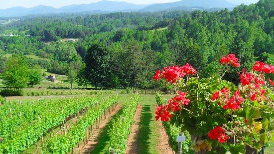 Longleaf Vineyard