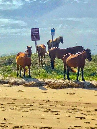 Shackleford Banks Wild Horse & Shelling Expedition