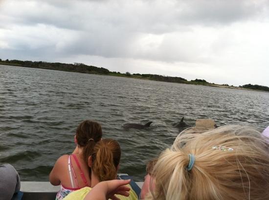 Jet Boat Dolphin Tours