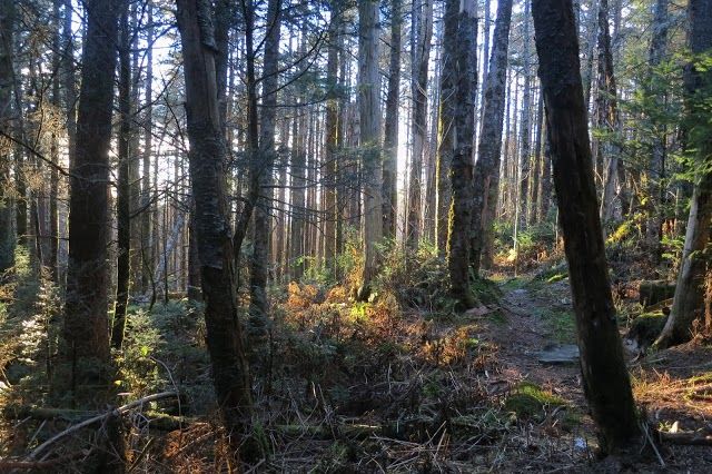 Snakeroot Ecotours