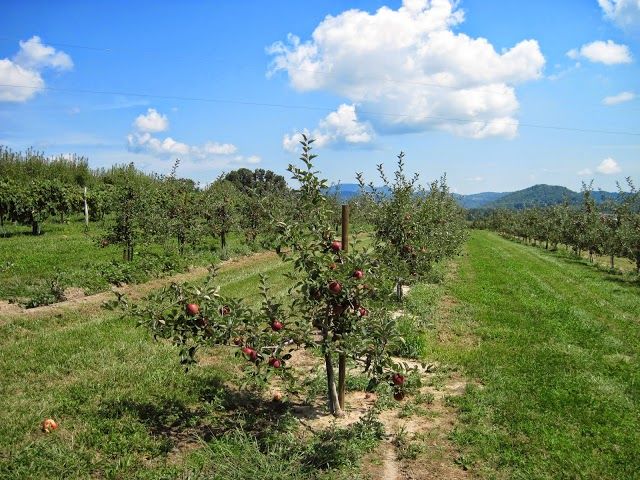 Stepp's Hillcrest Orchard