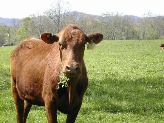 Hickory Nut Gap Farm