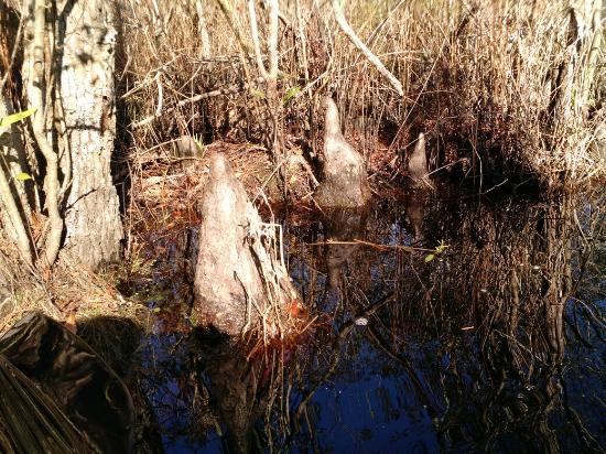 Alligator River National Wildlife Refuge