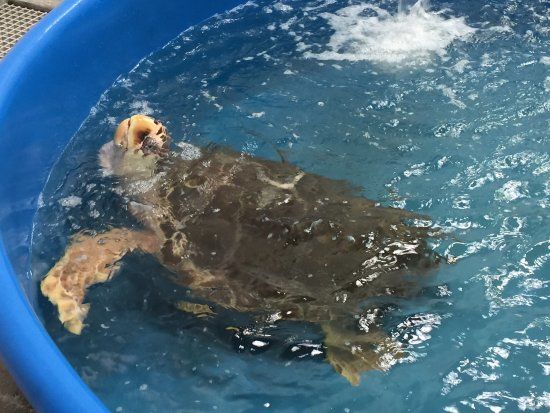 The Karen Beasley Sea Turtle Rescue and Rehabilitation Center