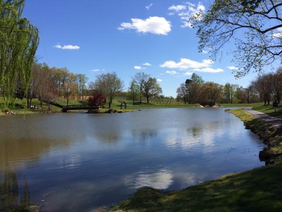 Shelton Vineyards