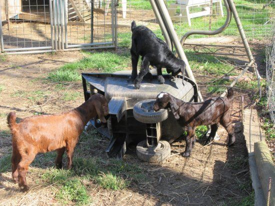 Ye Olde Goat Farm
