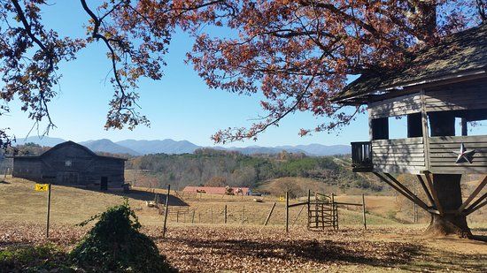 Carolina Bison Farm